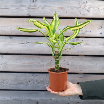 Dracaena fragrans (Dracena) ‘YELLOW COAST’ - kont. C1L, výška 30-40 cm